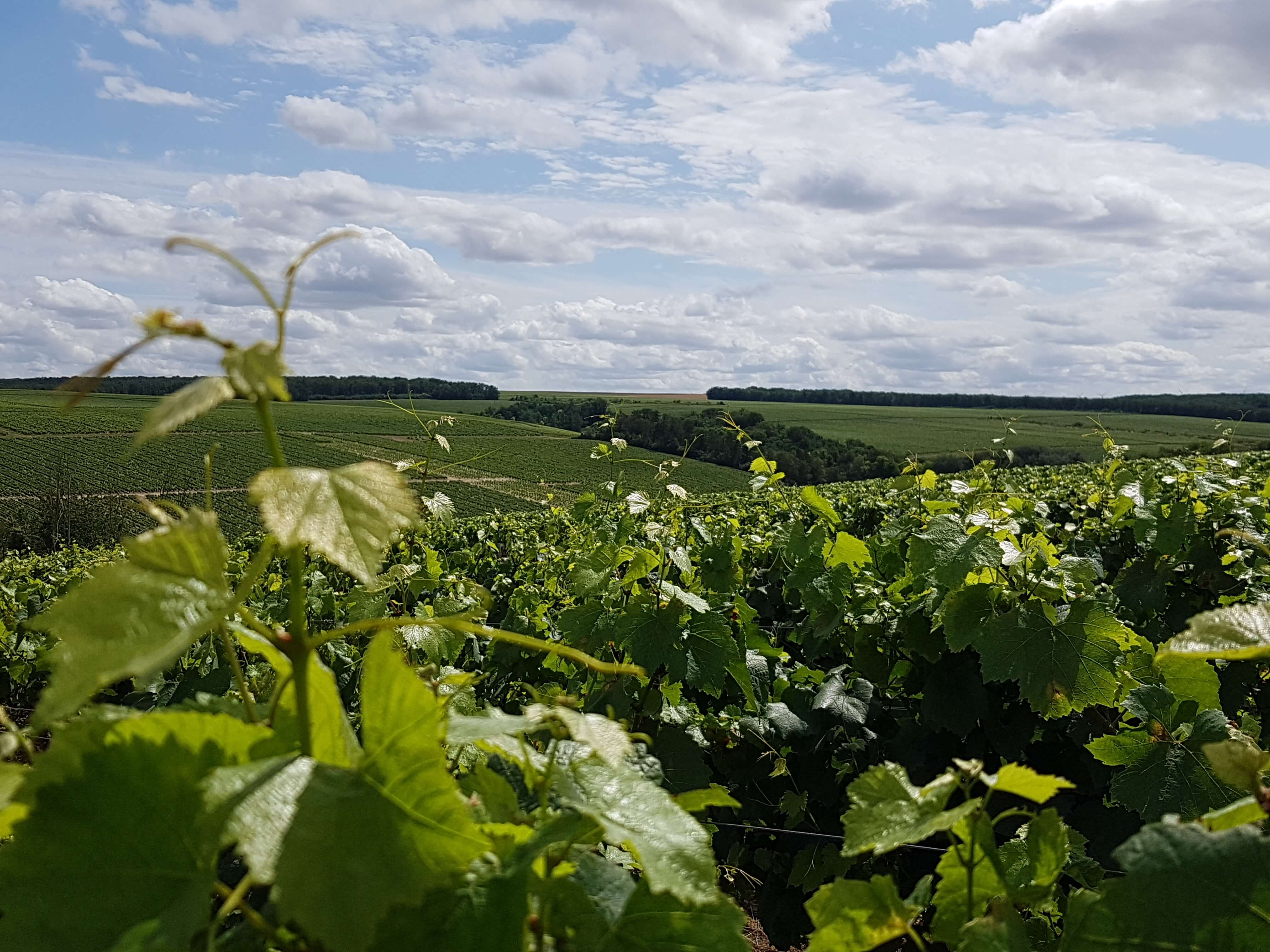 Le vignoble du Domaine Courtault Michelet