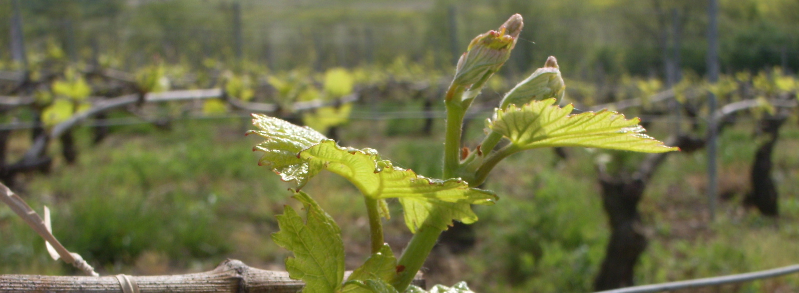 Le Printemps